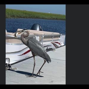 Meet your Posher, Bronwyn